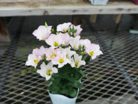 ９月入荷中の花苗の紹介