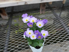 ９月入荷中の花苗の紹介