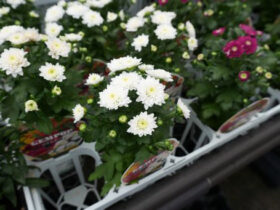 ９月入荷中の花苗の紹介