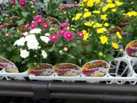 ９月入荷中の花苗の紹介