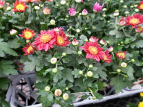 ９月入荷中の花苗の紹介