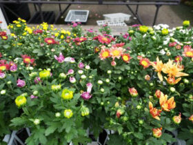 ９月入荷中の花苗の紹介