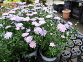 ９月入荷中の花苗の紹介