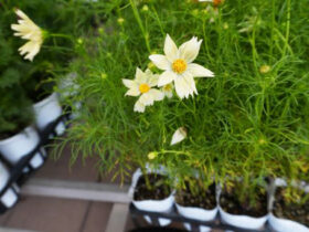 ９月入荷中の花苗の紹介