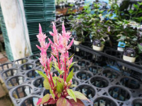 ９月入荷中の花苗の紹介
