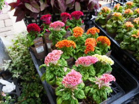９月入荷中の花苗の紹介