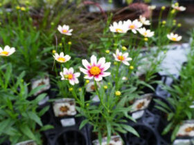 ９月入荷中の花苗の紹介