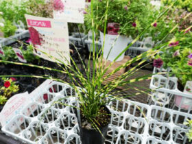 ９月入荷中の花苗の紹介