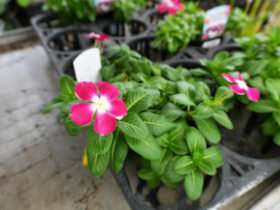 ９月入荷中の花苗の紹介
