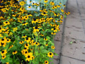 ９月入荷中の花苗の紹介