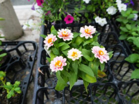９月入荷中の花苗の紹介