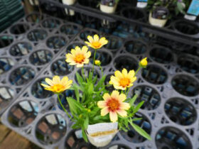 ９月入荷中の花苗の紹介