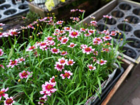 ９月入荷中の花苗の紹介