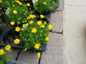 ９月入荷中の花苗の紹介