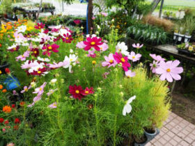 ９月入荷中の花苗の紹介