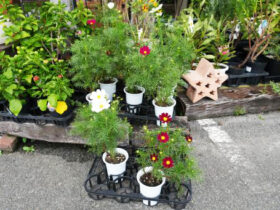 ９月入荷中の花苗の紹介
