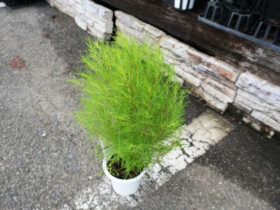 ９月入荷中の花苗の紹介