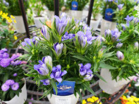 ９月入荷中の花苗の紹介