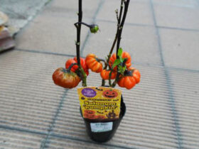９月入荷中の花苗の紹介