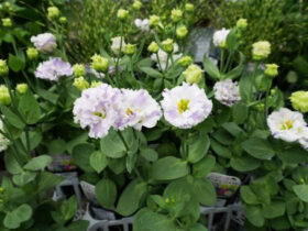 ９月入荷中の花苗の紹介