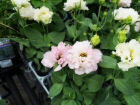 ９月入荷中の花苗の紹介