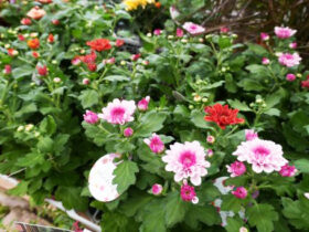 ９月入荷中の花苗の紹介