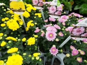 ９月入荷中の花苗の紹介