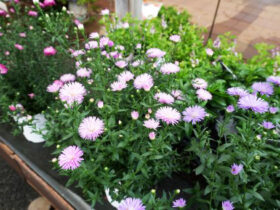 ９月入荷中の花苗の紹介