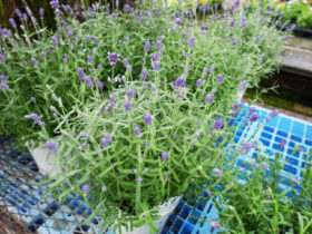 ９月入荷中の花苗の紹介