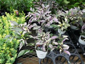 ９月入荷中の花苗の紹介