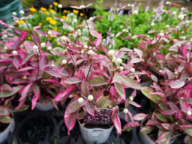 ９月入荷中の花苗の紹介