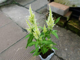 ９月入荷中の花苗の紹介