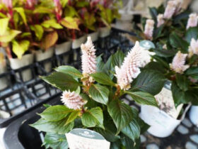 ９月入荷中の花苗の紹介