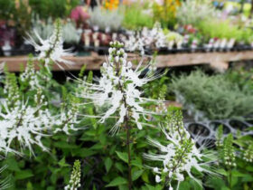 ９月入荷中の花苗の紹介