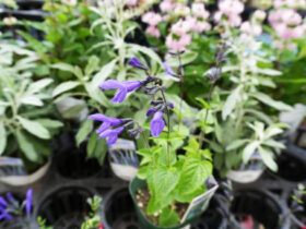 ９月入荷中の花苗の紹介
