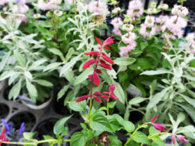 ９月入荷中の花苗の紹介