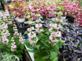 ９月入荷中の花苗の紹介