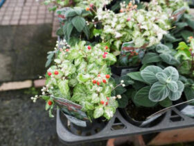 ９月入荷中の花苗の紹介