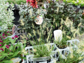 ９月入荷中の花苗の紹介