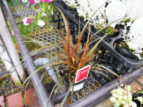 ９月入荷中の花苗の紹介