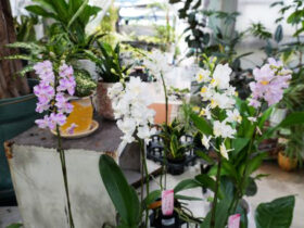 ９月入荷中の花苗の紹介