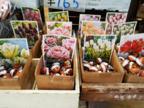 ９月入荷中の花苗の紹介