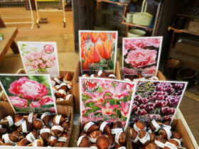 ９月入荷中の花苗の紹介