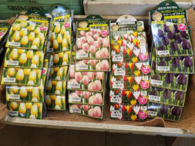 ９月入荷中の花苗の紹介