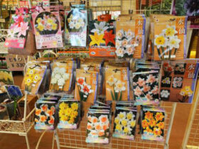 ９月入荷中の花苗の紹介
