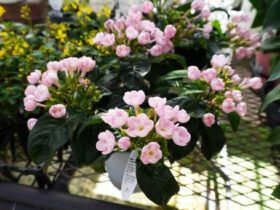 １０月入荷中の花苗の紹介
