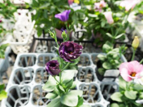 １０月入荷中の花苗の紹介