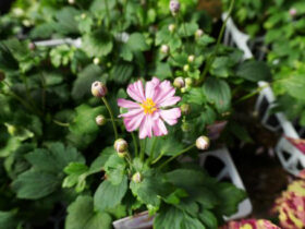 １０月入荷中の花苗の紹介