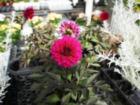 １０月入荷中の花苗の紹介
