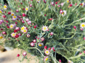 １０月入荷中の花苗の紹介